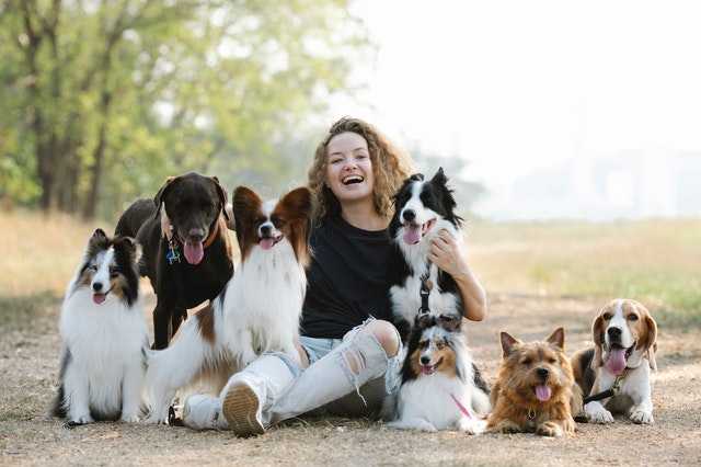 How to Train a Dog to Sit